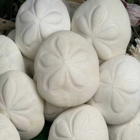 REAL Large Sea Biscuit Sea Urchin Sand Dollar WHITE NAUTICAL COASTAL DECOR - Picture 5 of 13